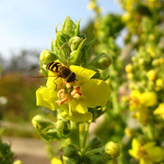 Mullein