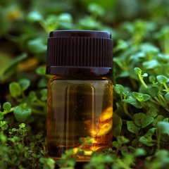 Mentha Haplocalyx Oil