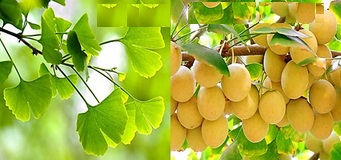 Ginkgo Biloba extract