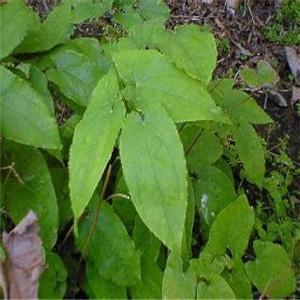 Epimedium extract